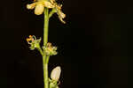 Incised agrimony